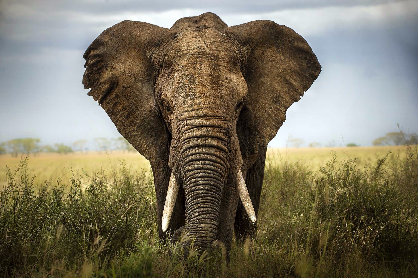Olifant groot