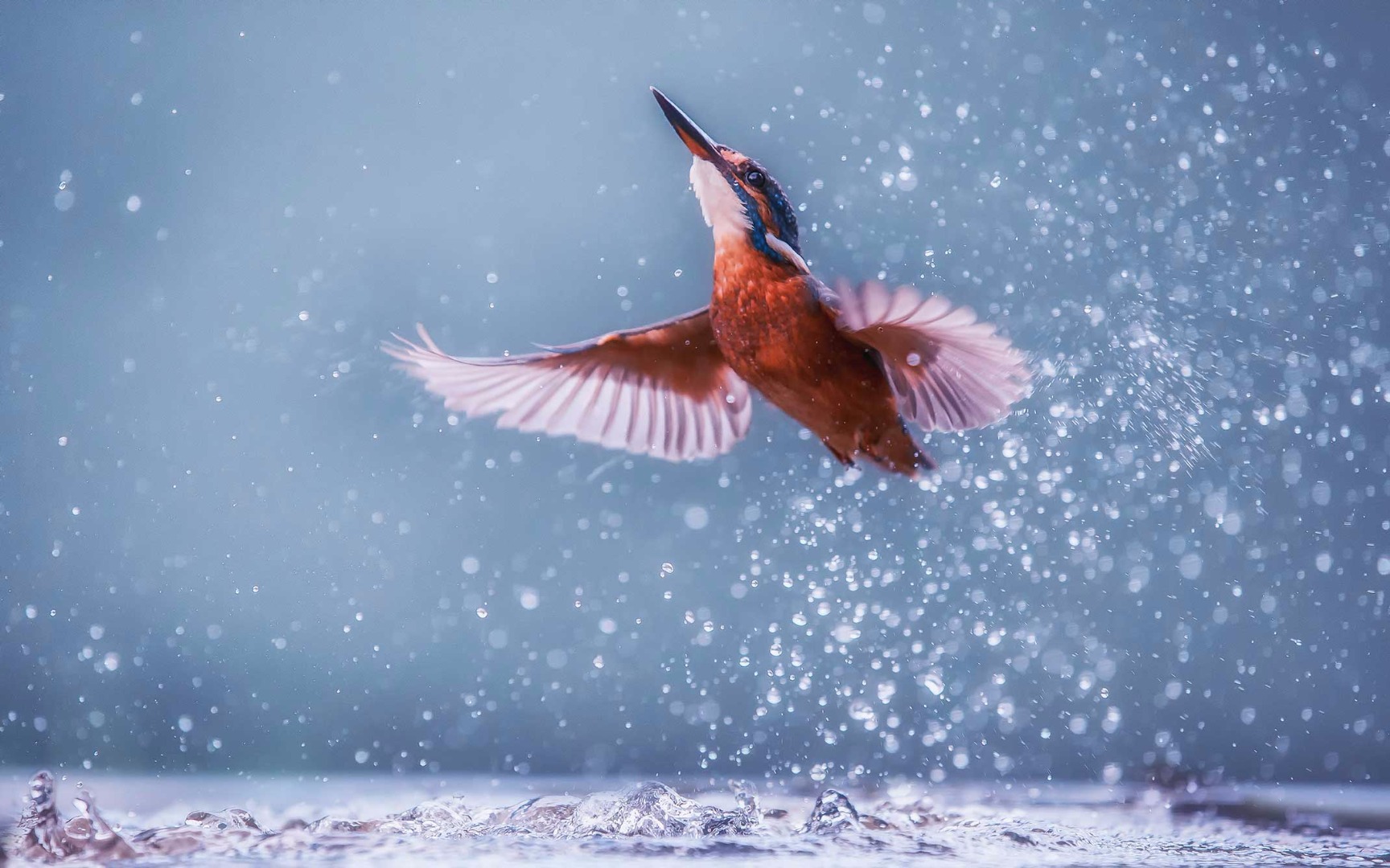 IJsvogel
