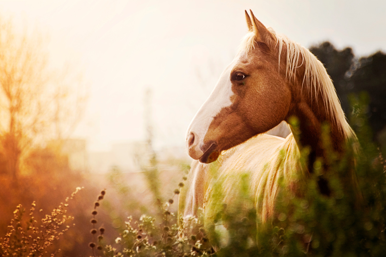 Paard in de weide