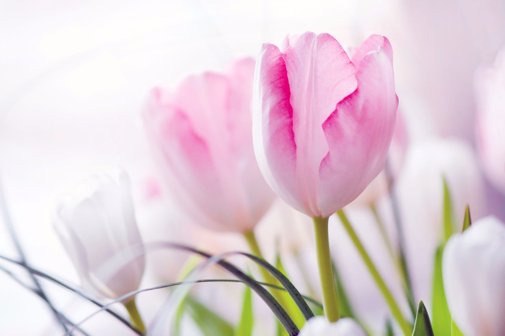 Roze tulpen