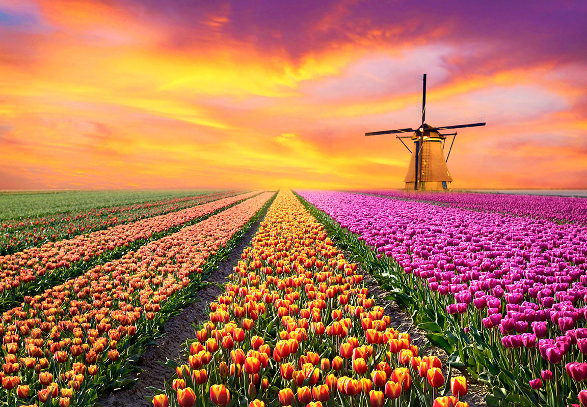 Tulpen velden