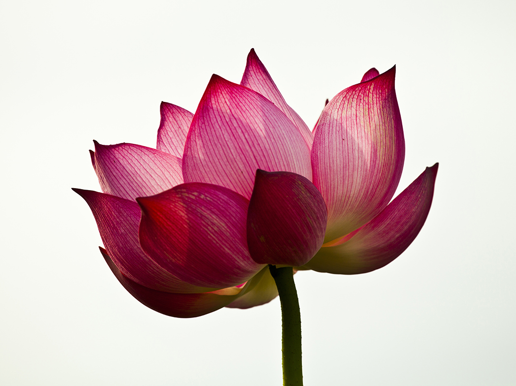 Roze bloem