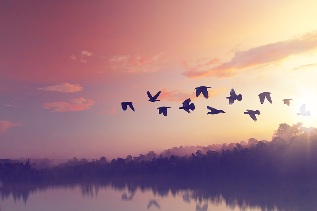Vogels boven het meer-2631