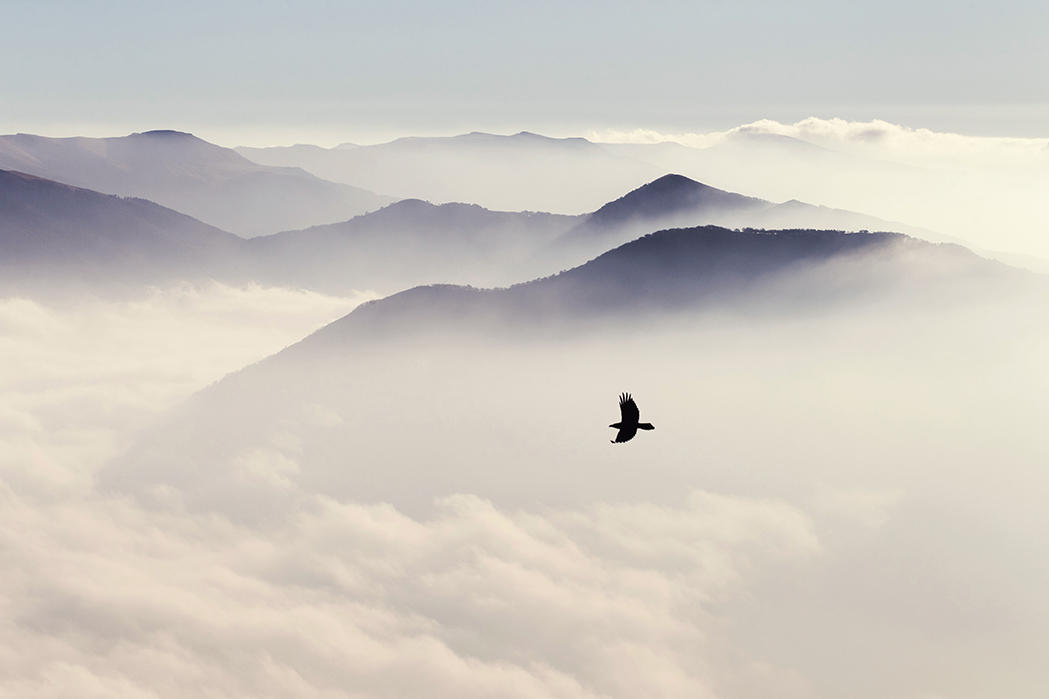 Vogel in de wolken
