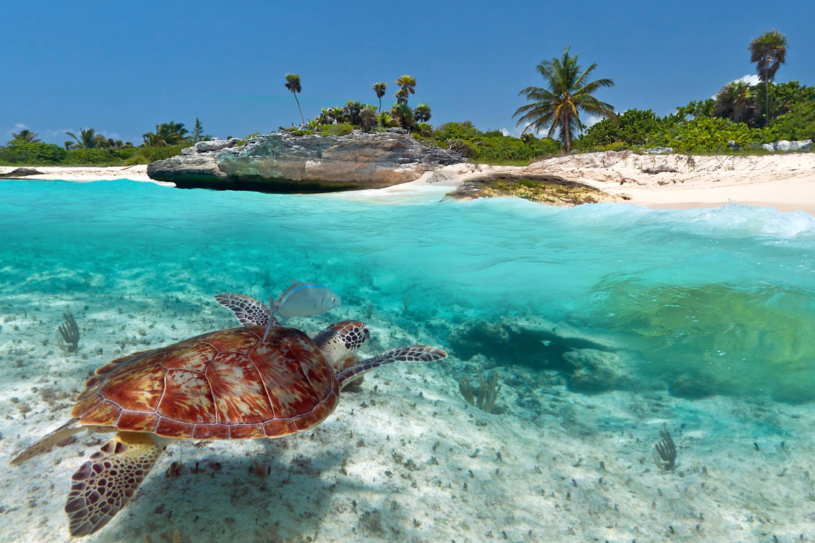 Zeeschildpad