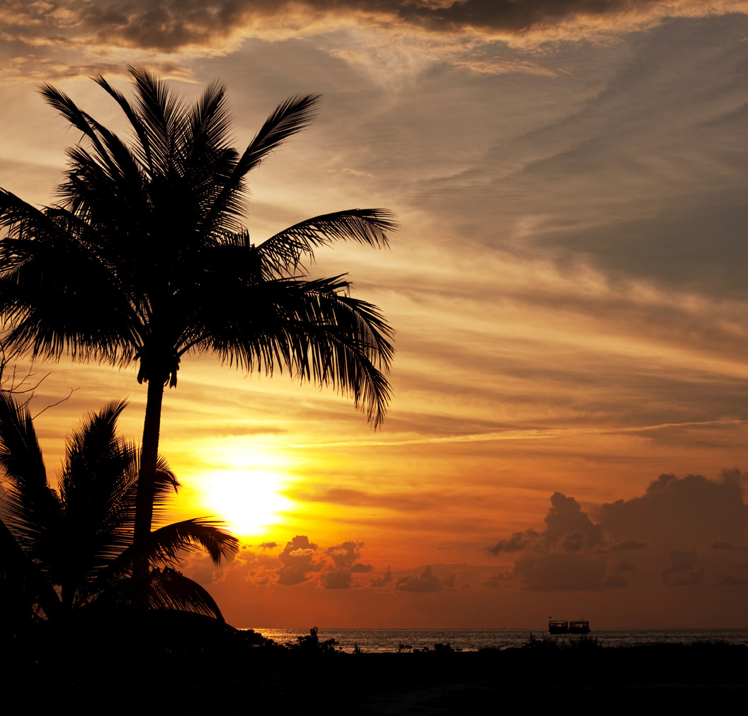 Palmboom zonsondergang