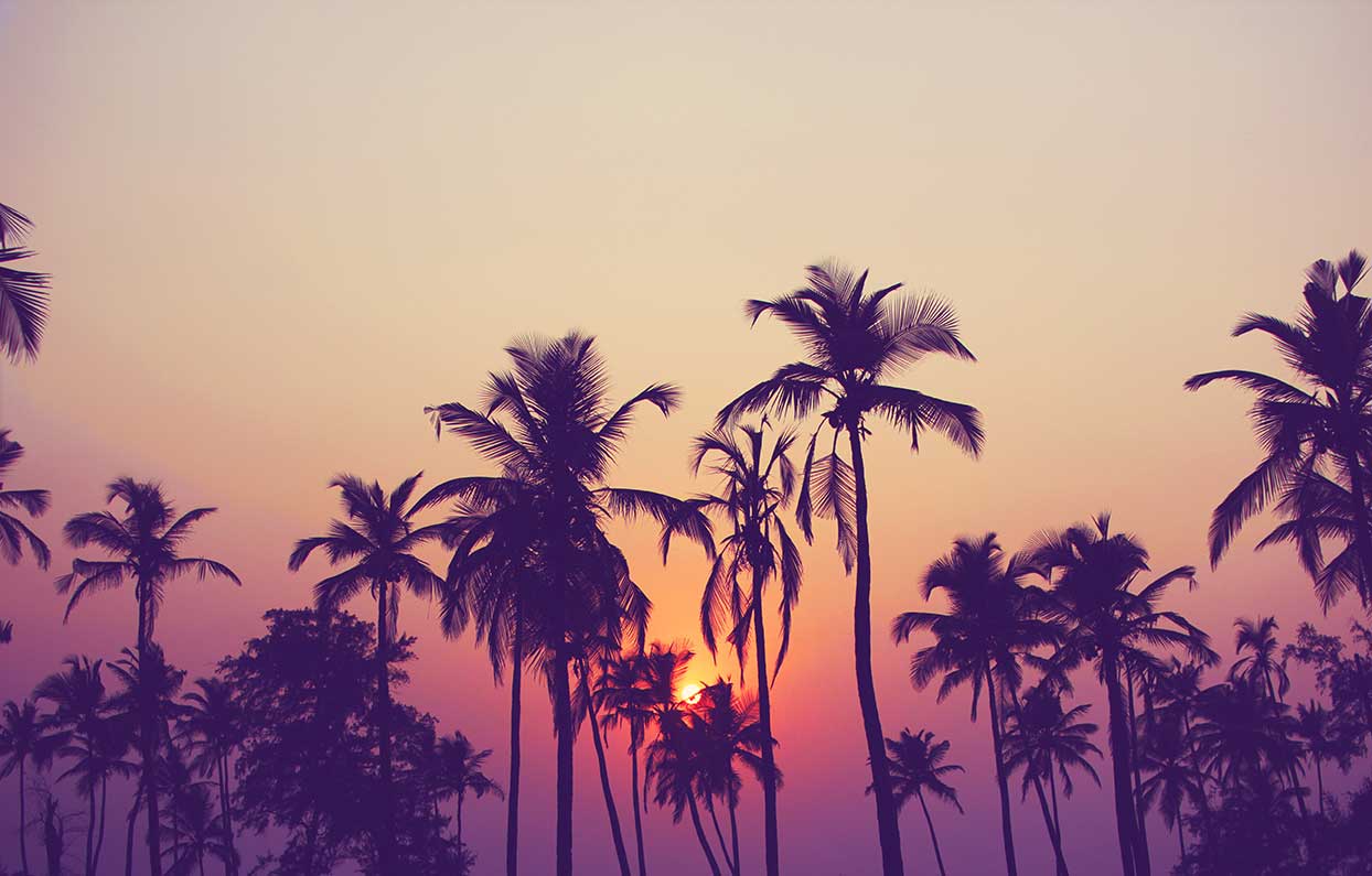 Palmbomen