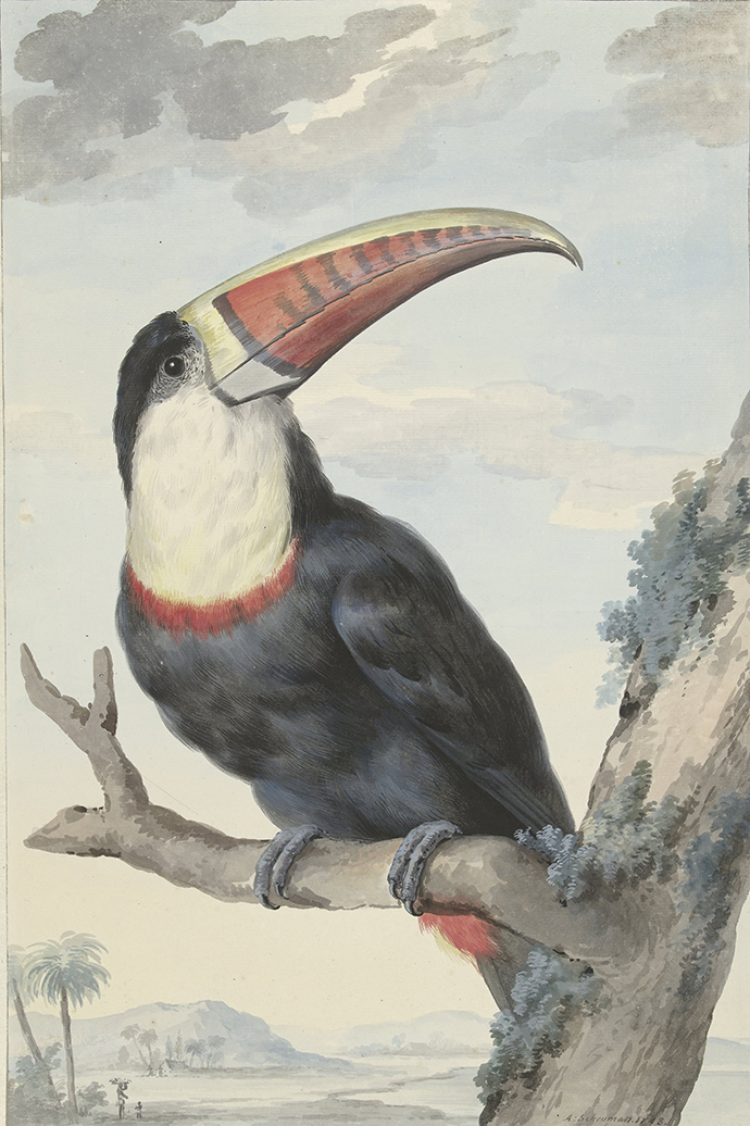 Roodsnaveltoekan, Aert Schouman, 1748